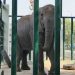 Elephant Sonia’s death brings ‘animal neglect’ to the fore