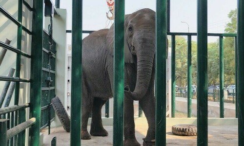 Elephant Sonia’s death brings ‘animal neglect’ to the fore
