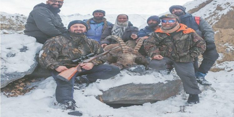 Upper Chitral records first-ever licensed hunt of ibex