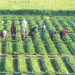 Balancing the crop and water equation