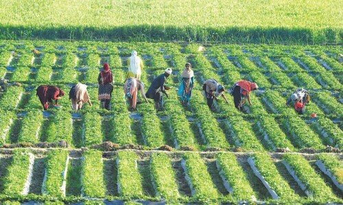 Balancing the crop and water equation