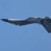 India to buy combat vehicles, fighter jet engines from US