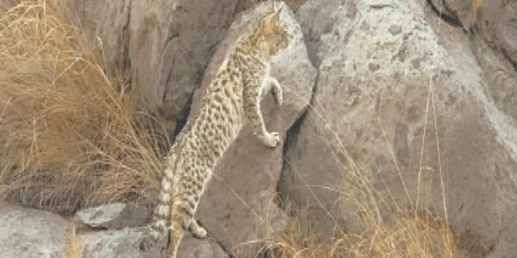 Rare Asiatic desert cat found in Sulaiman Range