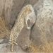 Rare Asiatic desert cat found in Sulaiman Range
