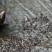 Woman, infant daughter gunned down for ‘honour’ in KP’s Mansehra: FIR