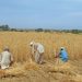 Farmers plan countrywide rallies against corporate farming