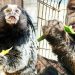 Sindh Wildlife Department opposes proposed relocation of illegally imported exotic monkeys to Lahore
