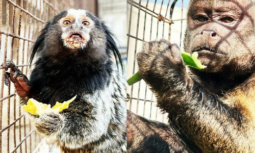 Sindh Wildlife Department opposes proposed relocation of illegally imported exotic monkeys to Lahore