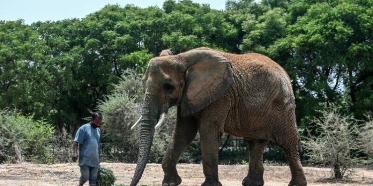 Jumbo task: 400 pills a day for elephants with TB at Karachi’s Safari Park