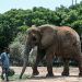 Jumbo task: 400 pills a day for elephants with TB at Karachi’s Safari Park