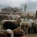 Robbers hijack rickshaw carrying sacrificial animals in Karachi: police