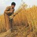 Sindh farmers to boycott wheat cultivation over imposition of farm tax