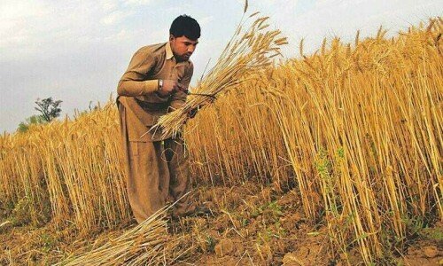 Sindh farmers to boycott wheat cultivation over imposition of farm tax