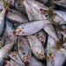 Pakistan gets US nod to extend seafood exports for 4 years, set to ‘bolster position in global market’