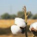 Punjab’s cotton harvest reaches 609,000 bales