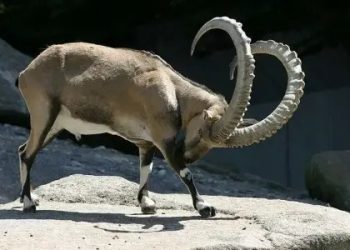 GB to auction hunting permits for 118 animals