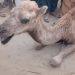 Female camel tortured after ‘destroying crops’ in Sukkur handed over to Karachi shelter
