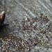 Child bride found dead under ‘suspicious circumstances’; Shangla police investigating