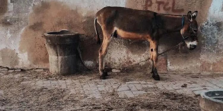 Government approves resumption of donkey hide exports
