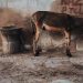 Government approves resumption of donkey hide exports