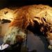 RNA recovered from Siberian mammoth that died 39,000 years ago