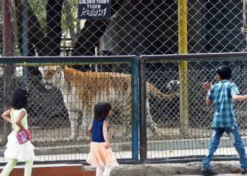 Karachi Metropolitan Corporation told to stop breeding of exotic species at zoo