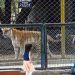 Karachi Metropolitan Corporation told to stop breeding of exotic species at zoo