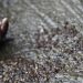 Man in Suriname stabs nine to death, including five children