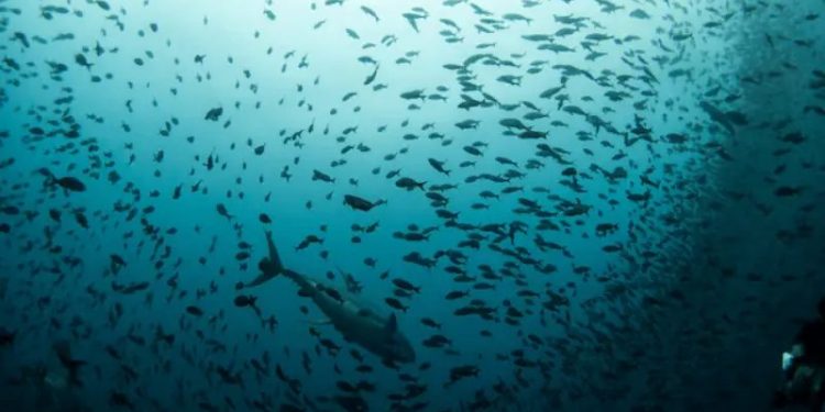 UN biodiversity treaty enters into force, aims to protect 30pc of oceans by 2030