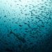 UN biodiversity treaty enters into force, aims to protect 30pc of oceans by 2030