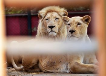 Punjab revokes permission to keep pet lions