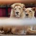Punjab revokes permission to keep pet lions