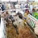 Govt announces Eidul Azha holidays from May 26-28