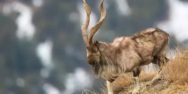International Day of Markhor passes unnoticed in Chitral