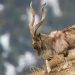 International Day of Markhor passes unnoticed in Chitral