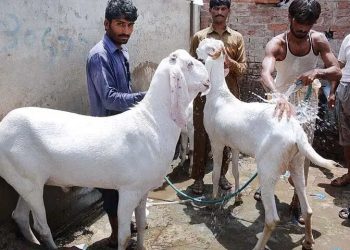 Police say 25 sacrificial goats worth Rs1.9m stolen from Karachi’s Gulistan-i-Jauhar